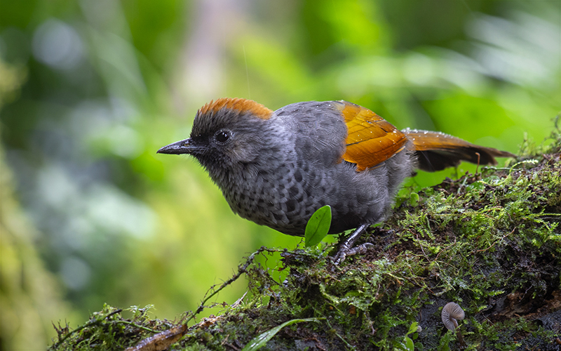 Golden-winged Laughingthrush at Ngoc Linh Nature Reserve, Central Vietnam - Endemic birds of Vietnam -  Photo by Phuc Le
