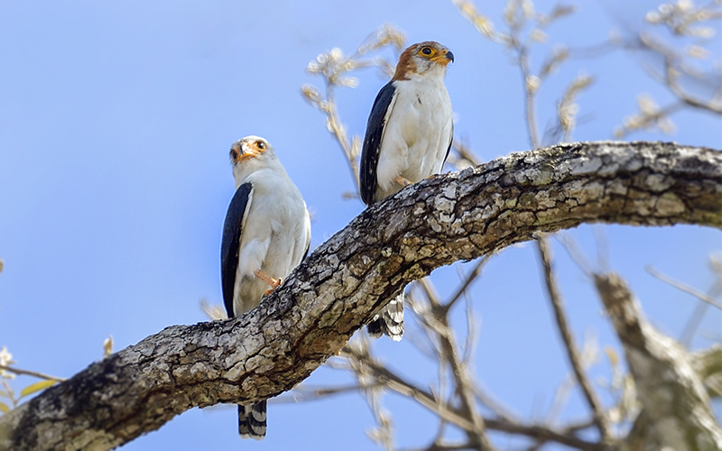White-rumped (Pygmy) Falcon at Yokdon National Park, Central Vietnam - Photo by Bui Duc Tien