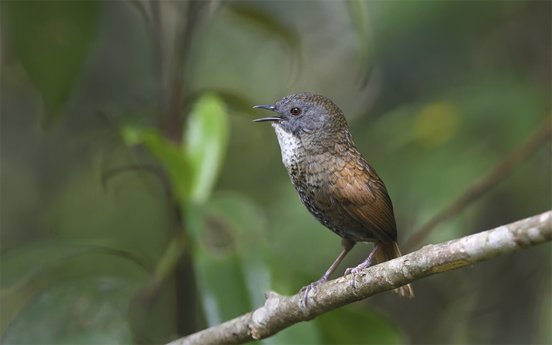 Pale-throated Wren-babbler at Mu Cang Chai (Che Tao forest), Northern Vietnam - Near endemic birds of Vietnam - Photo by Bui Duc Tien