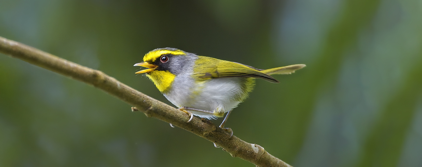Black-faced Warbler - Abroscopus schisticeps - Birds of Vietnam - Vietbirdphototours.com