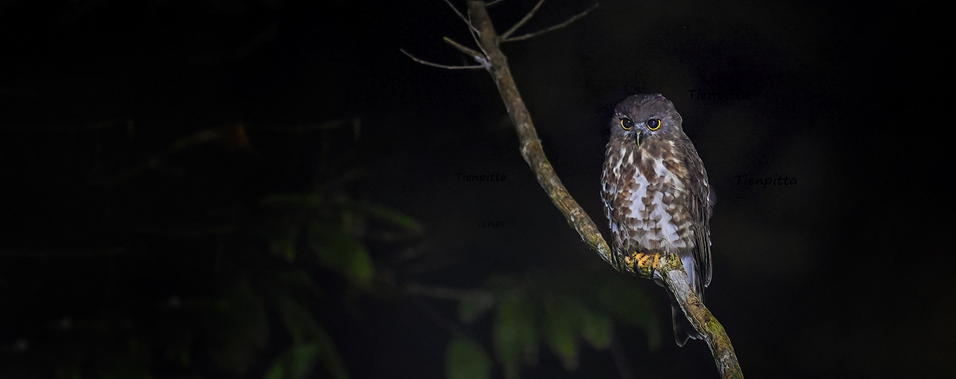 Brown Boobook- Ninox scutulata - Birds of Vietnam - Vietbirdphototours.com