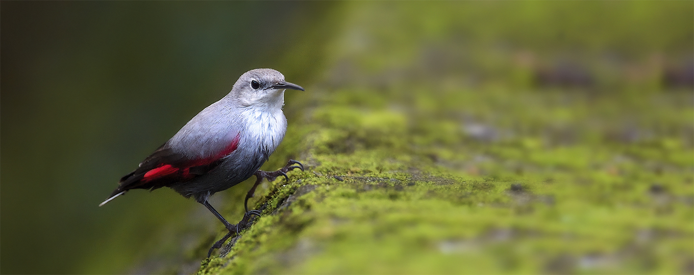 Wallcreeper - Tichodroma muraria - Birds of Vietnam - Vietbirdphototours.com