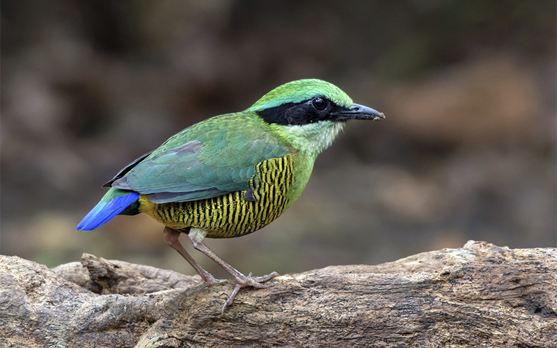 Vietnam Bird Photography Tours | Wildlife Photography Tours | VIETBIRD