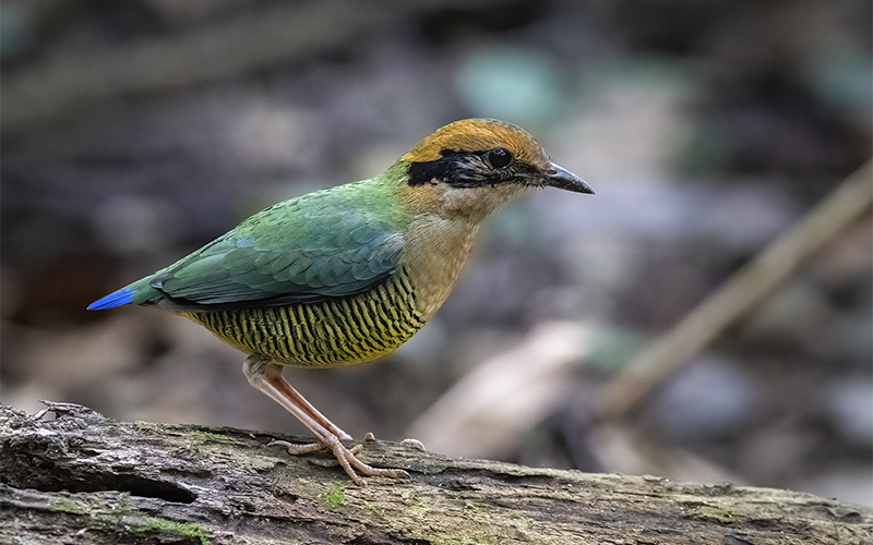 Vietnam Bird Photography Tours | Wildlife Photography Tours | VIETBIRD