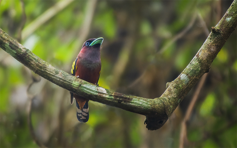 Vietnam Bird Photography Tours | Wildlife Photography Tours | VIETBIRD