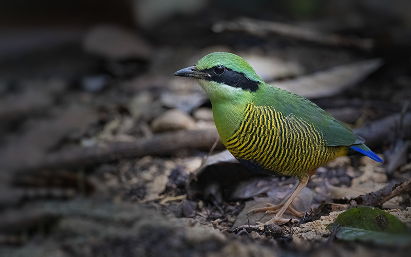 Vietnam Bird Photography Tours | Wildlife Photography Tours | VIETBIRD