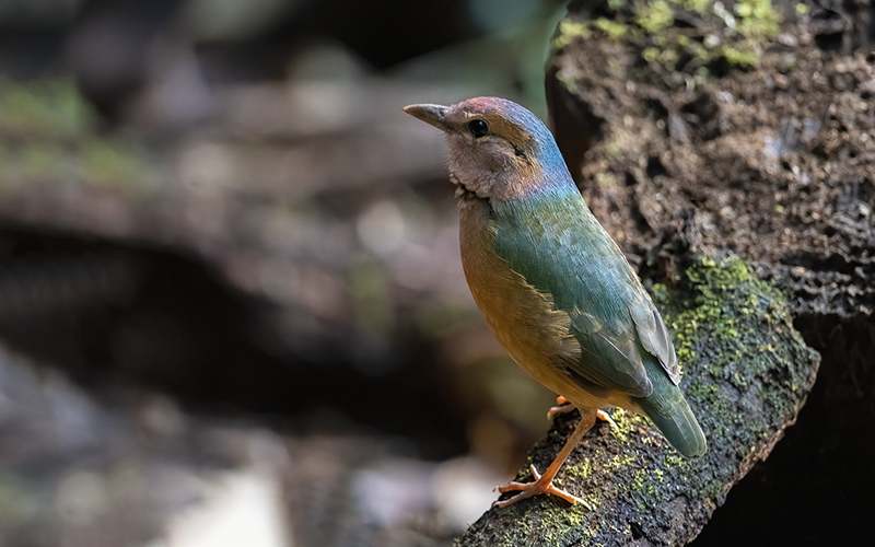 Vietnam Bird Photography Tours | Wildlife Photography Tours | VIETBIRD