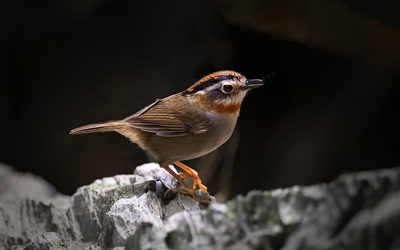 Vietnam Bird Photography Tours | Wildlife Photography Tours | VIETBIRD