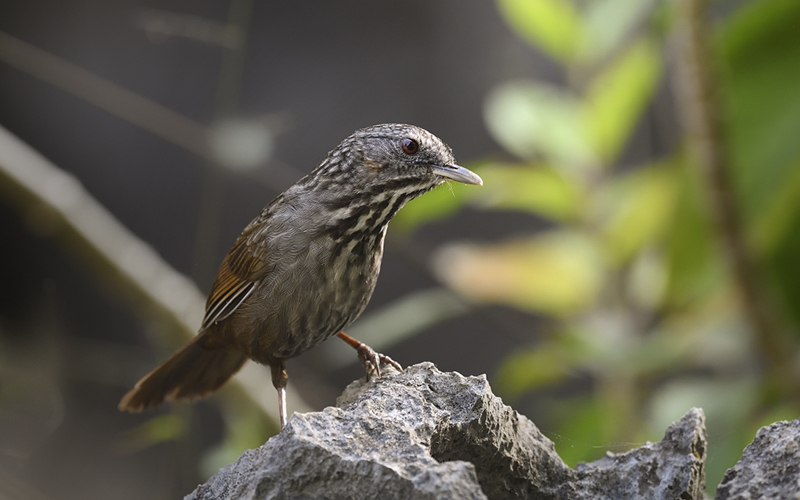 Vietnam Bird Photography Tours | Wildlife Photography Tours | VIETBIRD