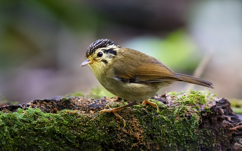 Vietnam Bird Photography Tours | Wildlife Photography Tours | VIETBIRD