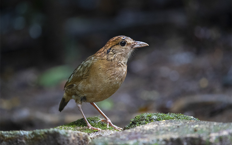 Vietnam Bird Photography Tours | Wildlife Photography Tours | VIETBIRD