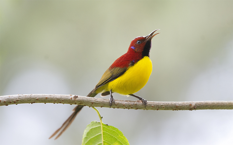 Vietnam Bird Photography Tours | Wildlife Photography Tours | VIETBIRD