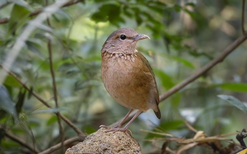 Vietnam Bird Photography Tours | Wildlife Photography Tours | VIETBIRD