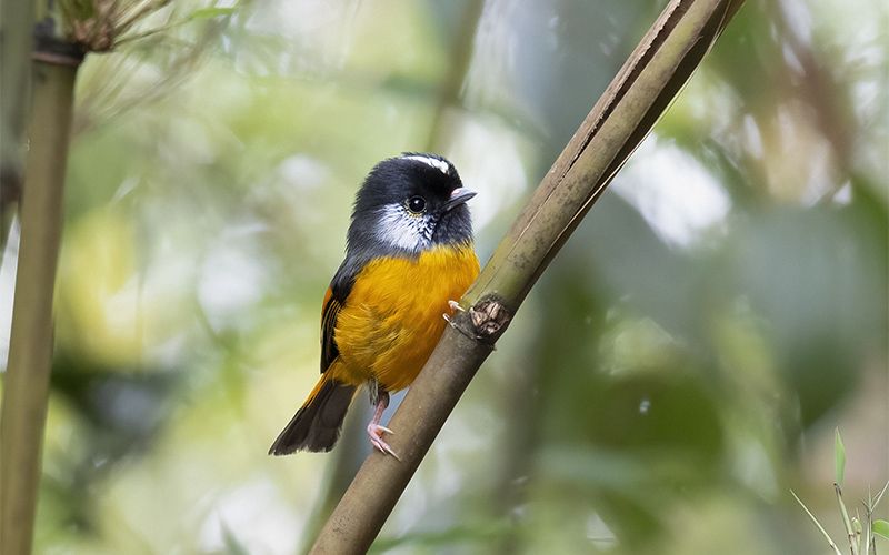 Vietnam Bird Photography Tours | Wildlife Photography Tours | VIETBIRD