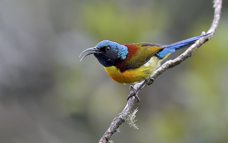 Vietnam Bird Photography Tours | Wildlife Photography Tours | VIETBIRD
