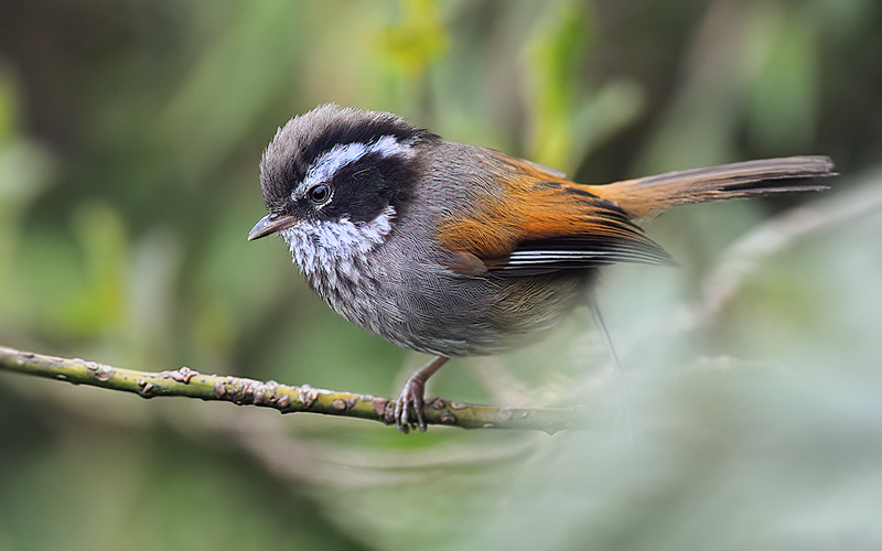Vietnam Bird Photography Tours | Wildlife Photography Tours | VIETBIRD