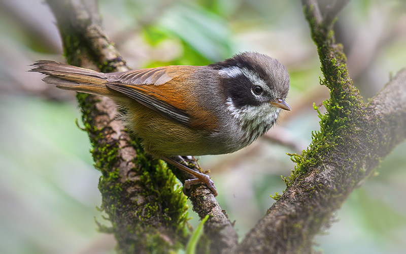Vietnam Bird Photography Tours | Wildlife Photography Tours | VIETBIRD