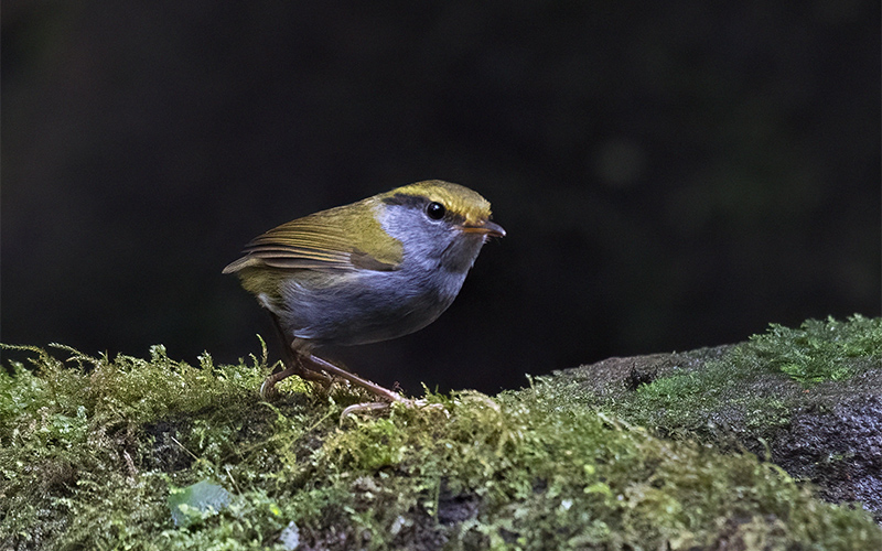 Vietnam Bird Photography Tours | Wildlife Photography Tours | VIETBIRD