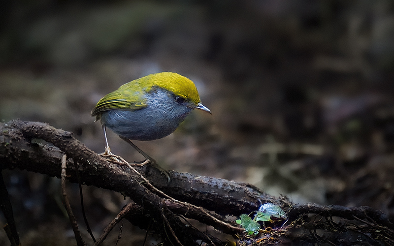 Vietnam Bird Photography Tours | Wildlife Photography Tours | VIETBIRD
