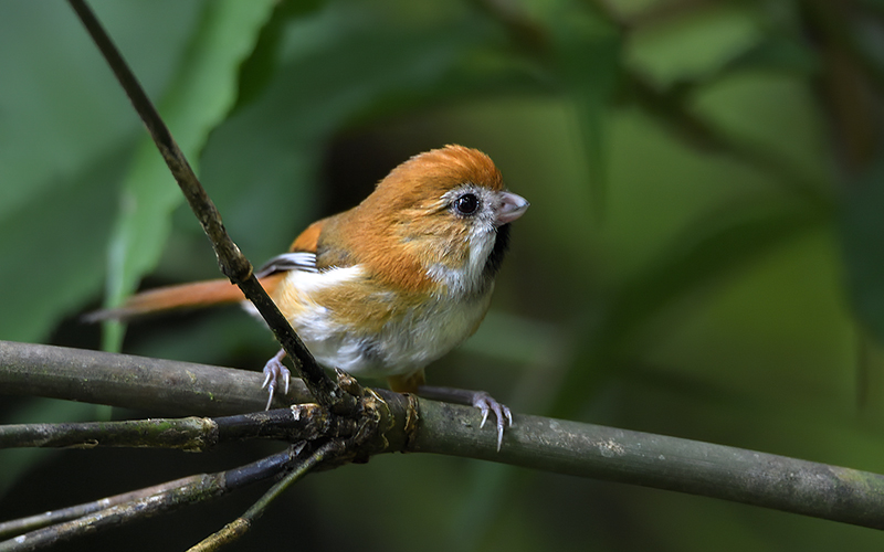 Vietnam Bird Photography Tours | Wildlife Photography Tours | VIETBIRD