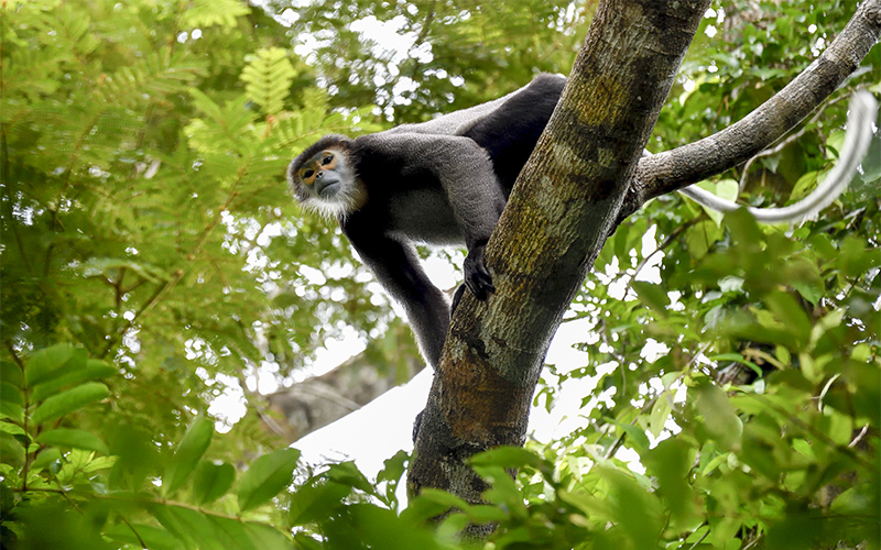 Vietnam Bird Photography Tours | Wildlife Photography Tours | VIETBIRD