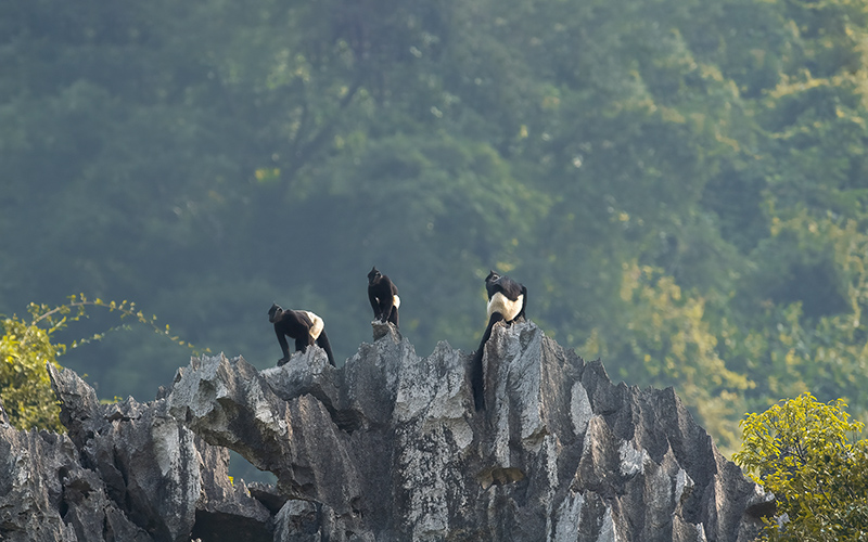 Vietnam Bird Photography Tours | Wildlife Photography Tours | VIETBIRD