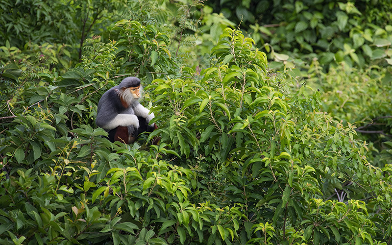 Vietnam Bird Photography Tours | Wildlife Photography Tours | VIETBIRD