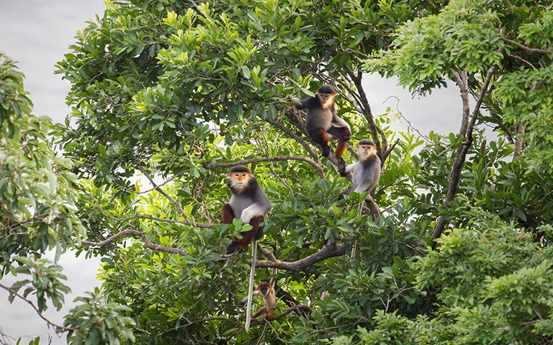 Vietnam Bird Photography Tours | Wildlife Photography Tours | VIETBIRD