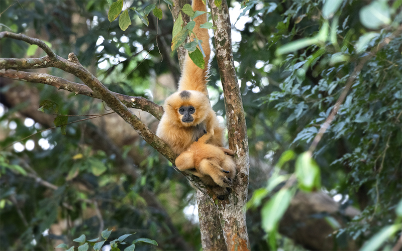Vietnam Bird Photography Tours | Wildlife Photography Tours | VIETBIRD