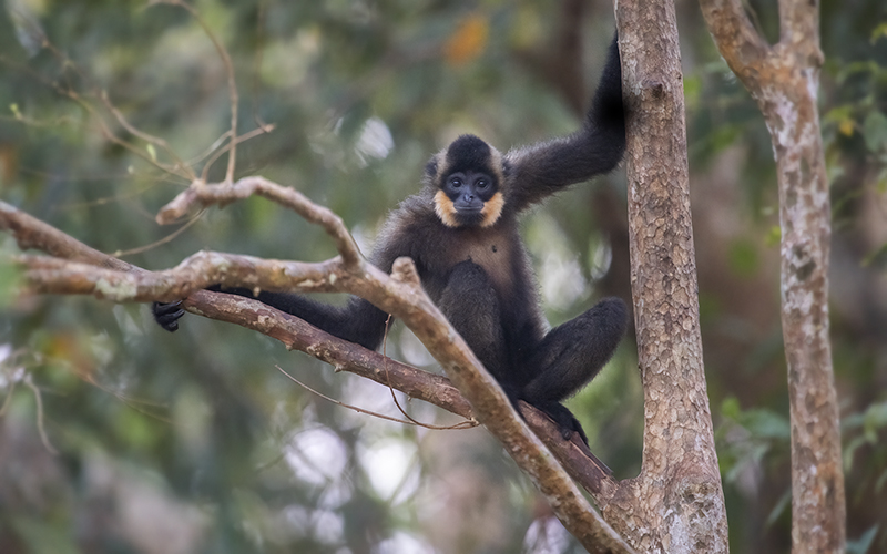 Vietnam Bird Photography Tours | Wildlife Photography Tours | VIETBIRD