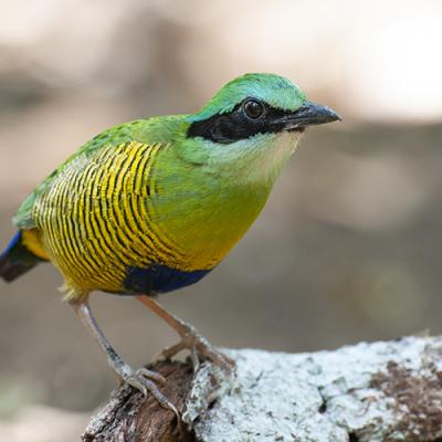 Bird Photography Tour - Pittas and Specialities of Vietnam (14-Days)
