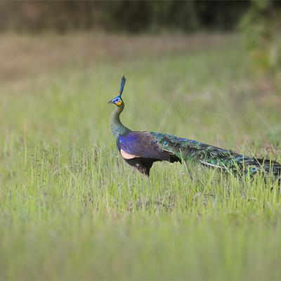 Bird Photography Tour - Best of Southern Vietnam (10-Days)