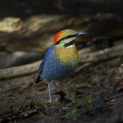 Bird Hide Photography Tour - Best of Southern Vietnam (7-Days)