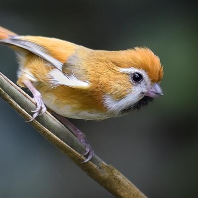 Bird Photography Tour - Best of Northern Vietnam (10-Days)