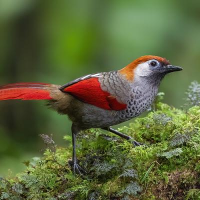 Bird Photography Tour - Best of Central Vietnam (6-days)